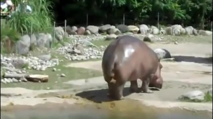 Хипопотам пърди в зоопарк ! (смях)