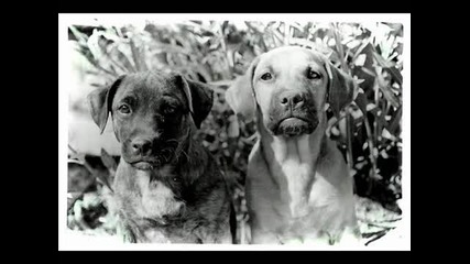 Hvob - Dogs (oliver Koletzki Remix)