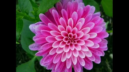 Bir Cift Turna.flv