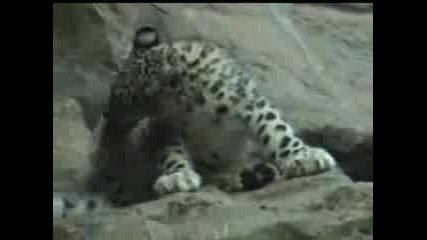Малък Снежен Леопард