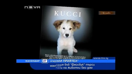 Изверги отрязоха крака на кученце на 2 месеца в Пловдив 