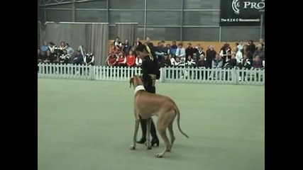 Big Dog Dancing Great Dane - Canine Freestyle ( Big Spender 