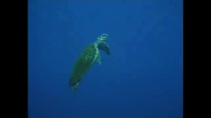 Terry Oldfield - Underwater World 