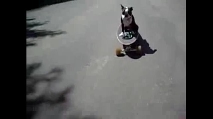 Куче скеитър се блъска