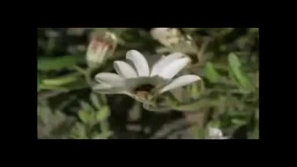 Michael W. Smith - Awesome God