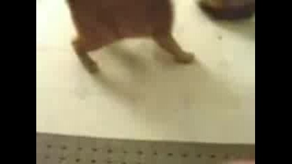 Наистина луда котка !!! :d