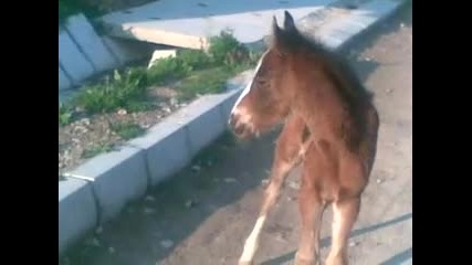 Най - красивото конче :)