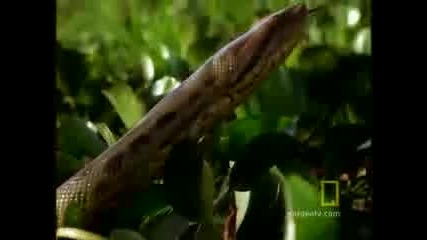 dulovo anakonda