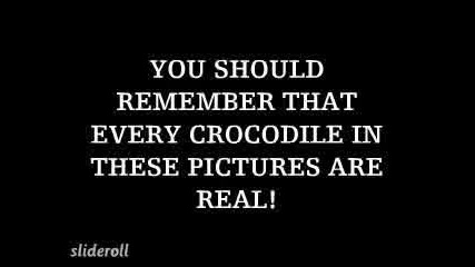 Ужас ! Най Големия Крокодил В Света Захапа Ръката На Човек 