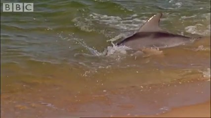 Hydroplaning Dolphins - Bbc Planet Earth 