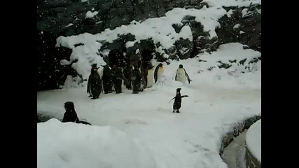 Най-щастливото пингвинче