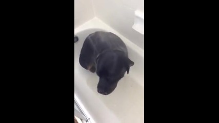 Куче, което обича да си взима душ!