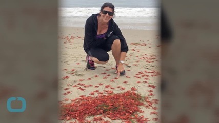 Tiny Tuna Crabs Wash up on California Beache