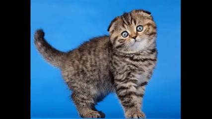 Cats Pictures Blues Music