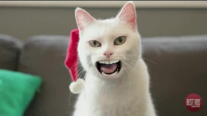 Funny Yodeling Cat