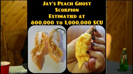 Chicks and Salsa Girls Review the Super Hot Jay's Peach Ghost Scorpion