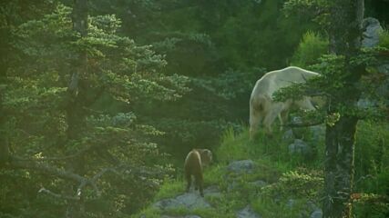 Панда и малкото ѝ бяха заснети на разходка в планината Цинлин (ВИДЕО)