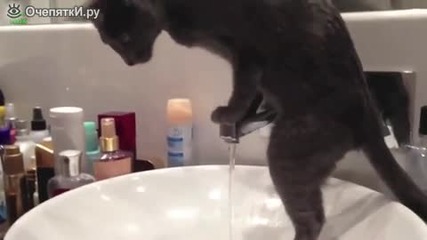 Някой котки също обичат водата.•компилация.