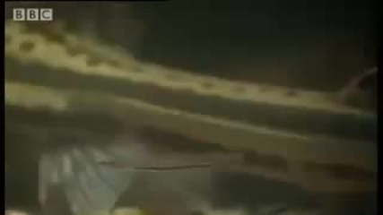Horror story - Candiru - the Toothpick Fish - Weird Nature - Bbc animals 