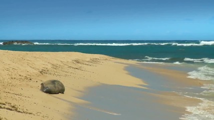~ Relax Waves - Hawaii Beaches ~ 3 
