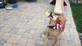 Куче се учи да лови храна