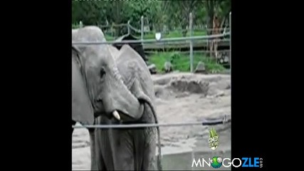 Слон прави клизма с хобот