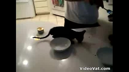 Hungry cat