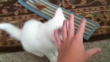 Сладка котка