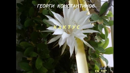 Кактус - Георги Константинов