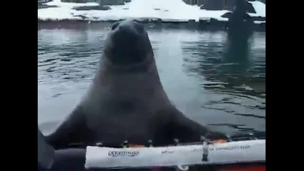 Необичаен крадец на лодки
