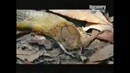 Cobra Vs. Python