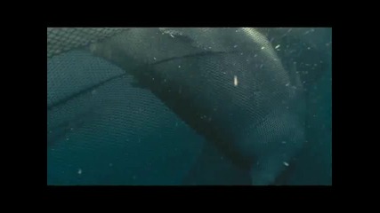 Най-големия Звяр на Планетата - Oceans Bbc Man swims with Great White Shark