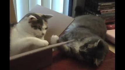 Най - мързеливия котешки бой в света !!