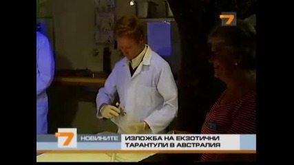 Екзотични тарантули на изложба в Австралия