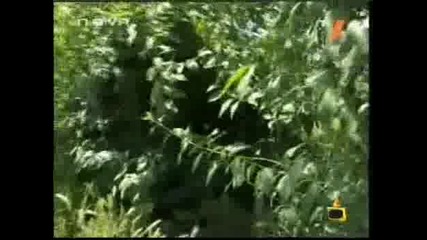 Пейка За Любов Скрита В Шубраците Смях - Господари На Ефира 18.06.2008