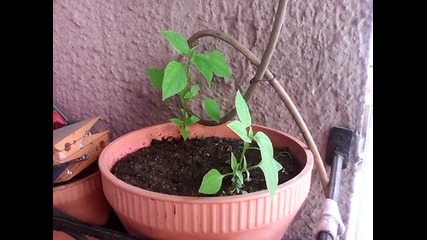 Vid_20140709_132746