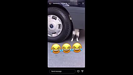 Котка заработи като автомонтьор