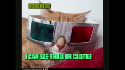 смешни котки 1