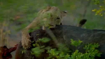 Перфектният Хищник - Африкански Лъв