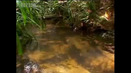 Cannibalism - Tribe - Bbc