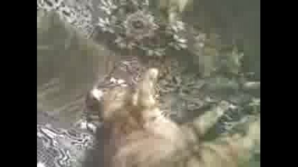 коте 