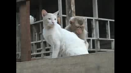 Маймунка И Котка