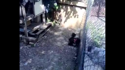 Бои със петли