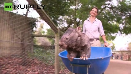 Australia: Meet Patrick, the oldest and biggest wombat in the world!