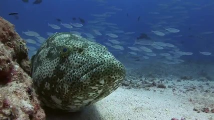 Удивителният и красив подводен свят на океана