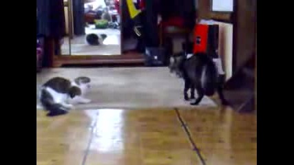 Смешни котки 4 *боят 2*