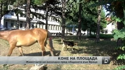 Коне се разхождат на воля във Враца