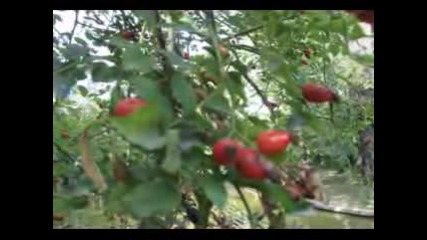 Karunesh - Beautiful Nature