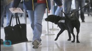 Airports Try to Stop Lone Wolf Threat