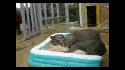 Слончета лудуват в надуваем басейн